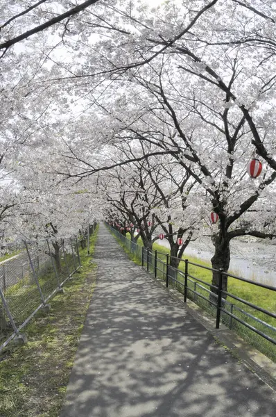 Cseresznyevirág Fák Gyönyörű Szabadtéri Kilátás — Stock Fotó
