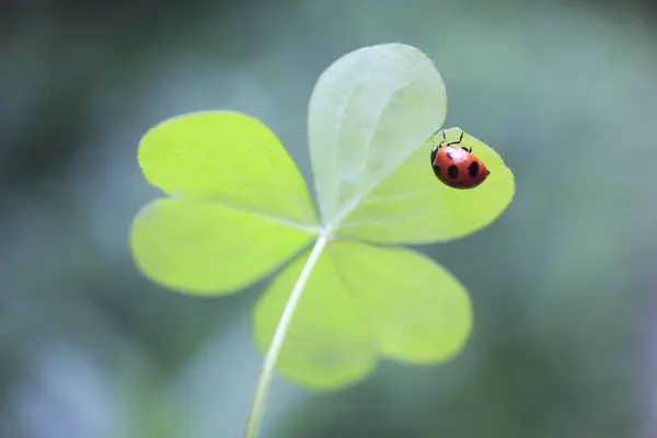 Ein Marienkäfer Sitzt Auf Einem Kleeblatt — Stockfoto
