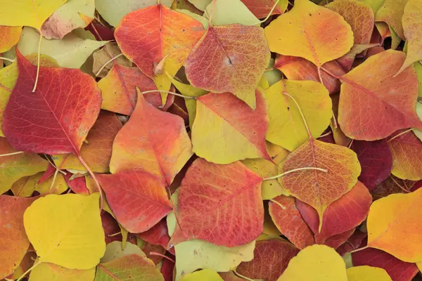 Färgglada Höst Löv Bakgrund Närbild — Stockfoto