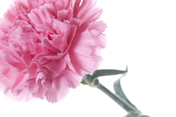 pink flower isolated on white background 