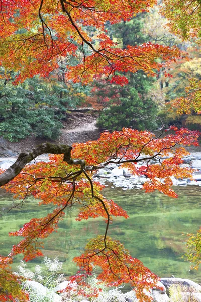 Осенние Листья Деревья Японии — стоковое фото