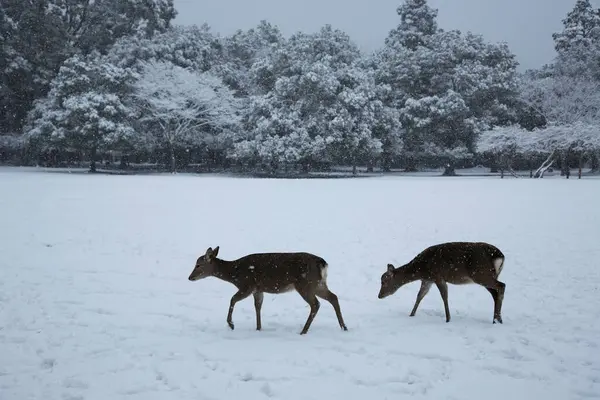 Due Simpatici Cervi Nella Foresta Invernale Innevata — Foto Stock