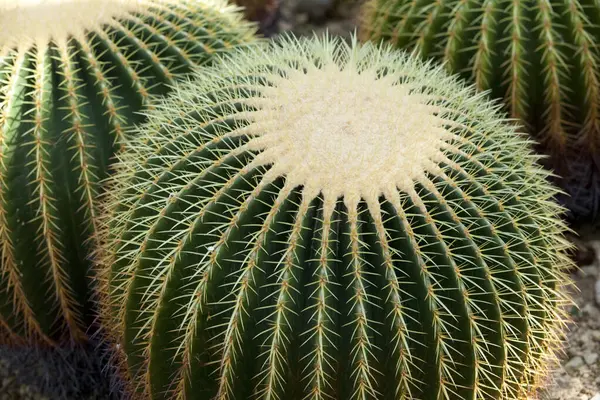 Primo Piano Delle Piante Cactus — Foto Stock
