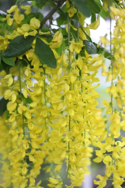 a bunch of yellow flowers hanging from a tree