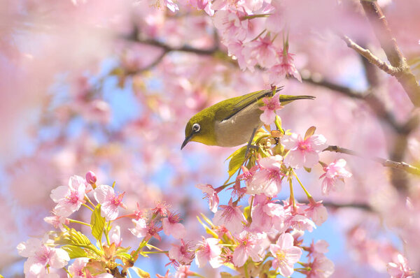 beautiful green bird perched on branch of the cherry blossom