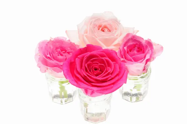Růžové Růže Izolované Bílém Pozadí — Stock fotografie