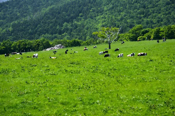 Vaches Domestiques Pâturant Dans Prairie — Photo