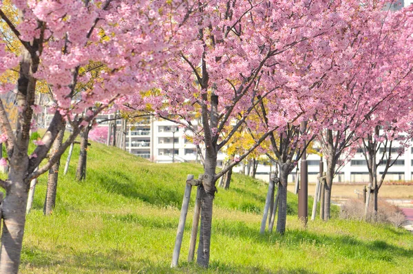 Gyönyörű Tavaszi Virágok Parkban — Stock Fotó