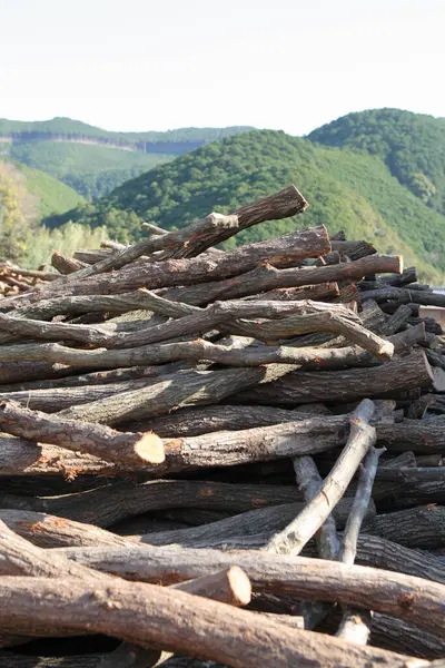 Piles Stacked Firewood Forest — Stock Photo, Image