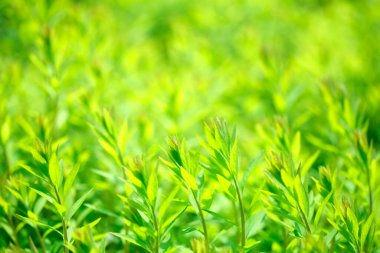 Bahçede yeşil yapraklar