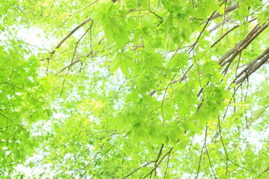 Yaz parkında gündüz vakti yeşil bitkiler ve ağaçlar 