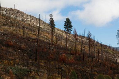 Arka plandaki yangından sonra yanmış çam ağaçları