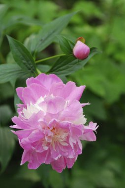 Bahçedeki güzel çiçekler