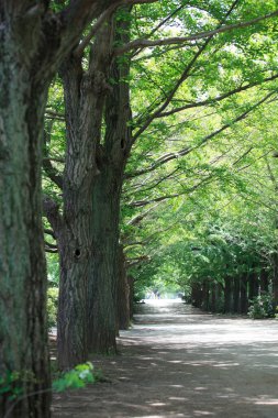 Gündüz güzel bir park