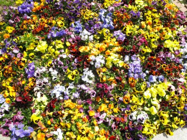 Bahçedeki renkli çiçekler..