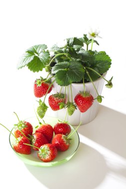 Taze çilekler. Yakın görüş. 