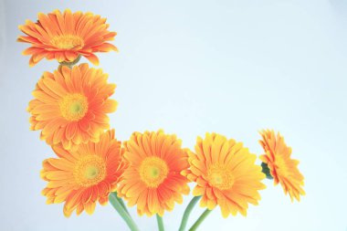 Beyaz arkaplanda vazoda portakal çiçeği