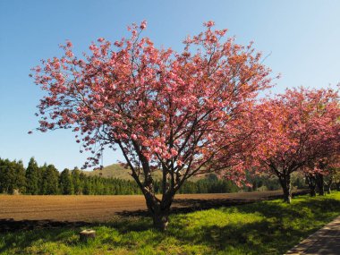 Pembe kiraz çiçeğinin doğa manzarası