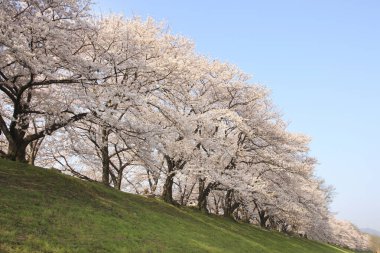 Renkli bahar çiçekleri güneş ışığında çiçek açıyor 