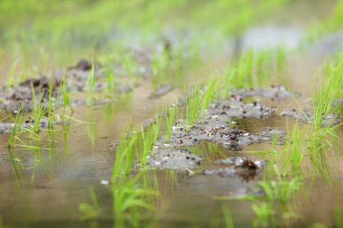 Sudaki bir kurbağaya yaklaş.