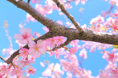 Bir dalda pembe sakura çiçekleri