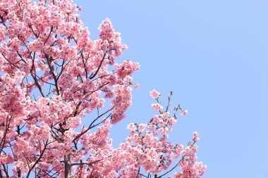 Renkli bahar çiçekleri güneş ışığında çiçek açıyor 