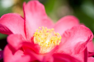 Kapalı pembe çiçek, yaz konsepti