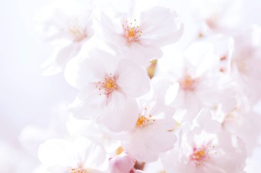 Bahçedeki güzel çiçekler