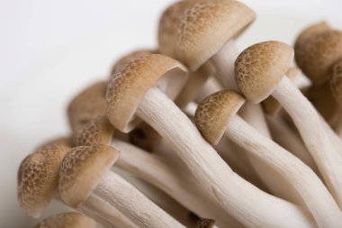 Ham mantar beyaz arka plan üzerinde izole yığını