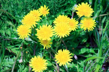 Bahçedeki güzel çiçekler