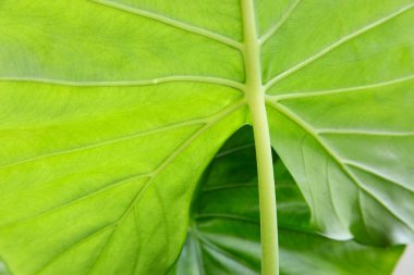 Fil ya da fil yaprağı.