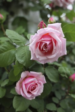 Yaz bahçesindeki güzel pembe gül çiçeklerinin yakın çekimi.            