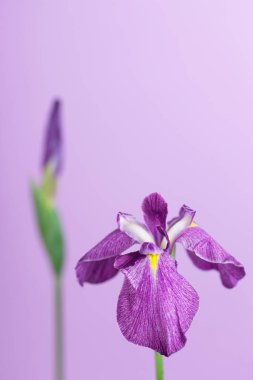 Mor iris çiçeğinden elbiseler