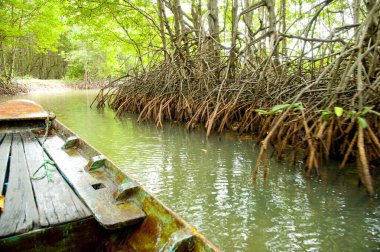 Nehirdeki eski tekne Mangrove Ormanı, Vietnam