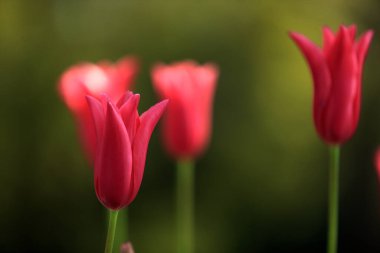 Bahçedeki güzel pembe lale çiçekleri