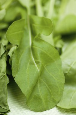 Taze roka bitkisinin yeşil yaprakları. 