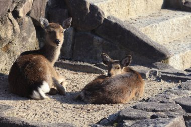 Kayalık zeminde dinlenen iki geyik