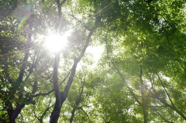 Ormandaki yeşil ağaçların arasından parlayan güneş ışığı