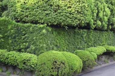 Sokakta yeşil çalı.