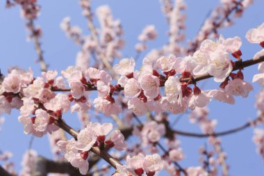 Kiraz çiçekleri güzel bir arka plan. 