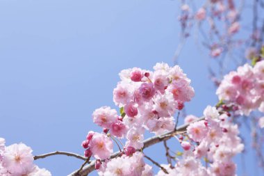 Bir ağacın dallarında güzel pembe çiçekler