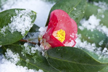 Bambu çubuklarının üzerinde yeşil yapraklar olan küçük çiçeğe yakın plan  