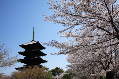 Japonya 'da kiraz çiçeği