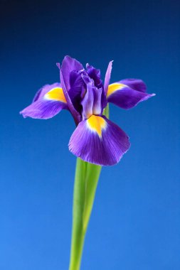 Siyah arkaplanda mavi göz