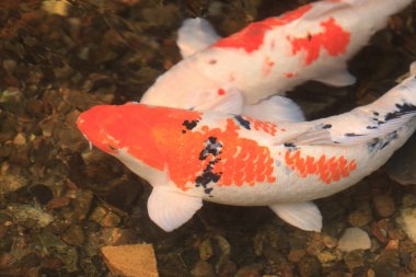 Sazan Hagi, Ayva Nehri