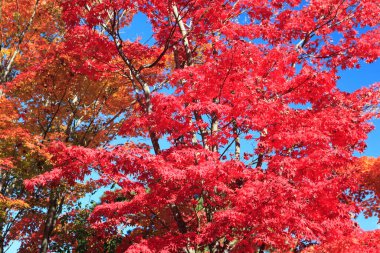 Sonbahar ağaçlarının dalları ve güneş ışığında kırmızı yapraklar. 