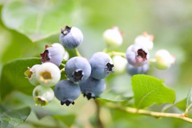 Bir dal üzerinde bir demet yabanmersini