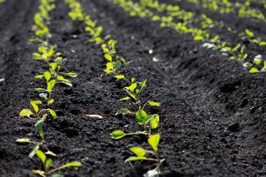 Toprakta büyüyen genç lahana filizleri. Çiftlik arazisinde taze lahana filizleri. organik fidanlar büyüyor 