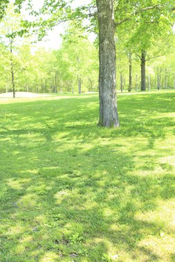 Ağaçları ve çalıları olan yeşil çimenler.
