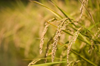 Buğday tarlası güneşli bir günde ekinlerin kapatılıyor.
